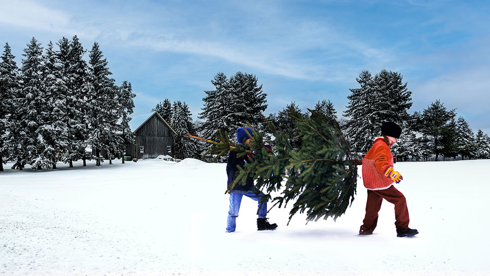 LifTe 北欧の暮らし スウェーデンのイケアから発売される本物のモミの木 クリスマスツリー としてモミの木を運ぶ様子 IKEA