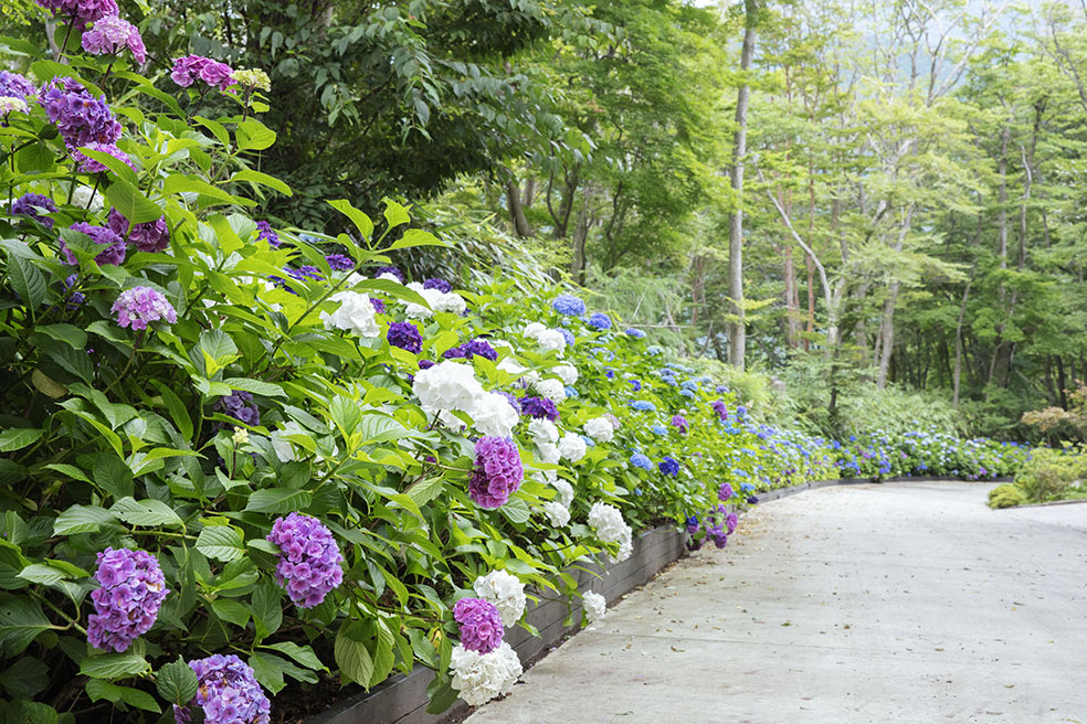 LifTe北欧の暮らし デンマーク 2022年に箱根にオープンしたニコライ・バーグマンの庭「ニコライ バーグマン 箱根 ガーデンズ」に咲き誇る2,000株の紫陽花(アジサイ)