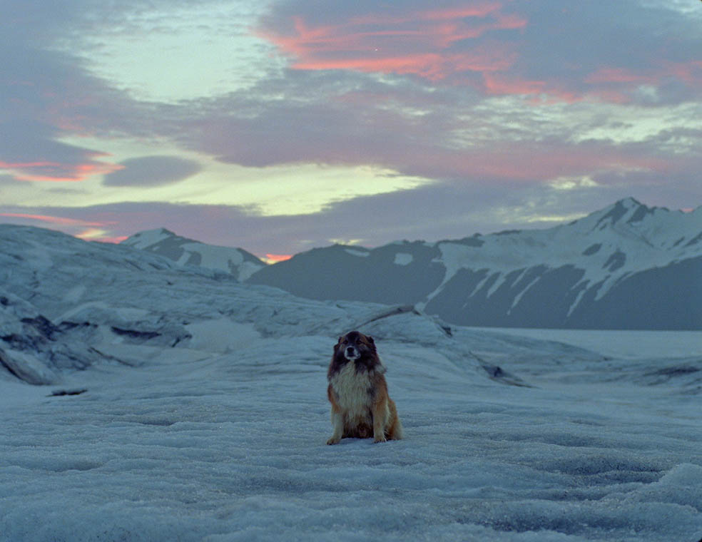 LifTe北欧の暮らし アイスランドを舞台にした映画『ゴッドランド／GODLAND』の場面写真 氷河の前で座る犬