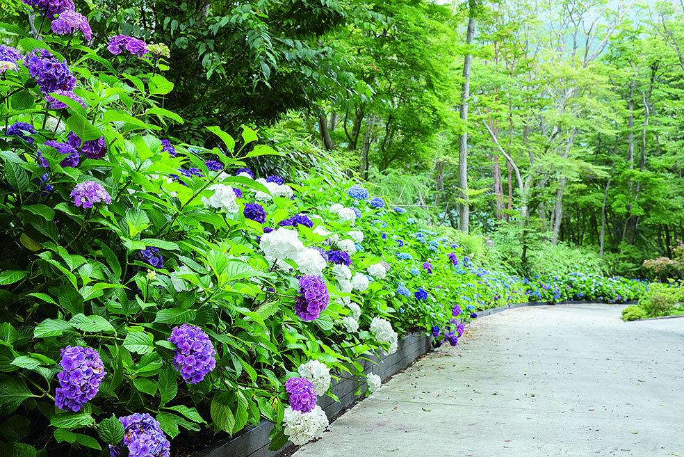 LifTe北欧の暮らし 雑誌vol.05で紹介した日本にあるおすすめ北欧スポット 神奈川 箱根にあるデンマーク出身のフラワーアティストニコライバーグマンが手がける庭「ニコライバーグマン 箱根 ガーデン」のあじさいが咲き乱れるあじさいロード
