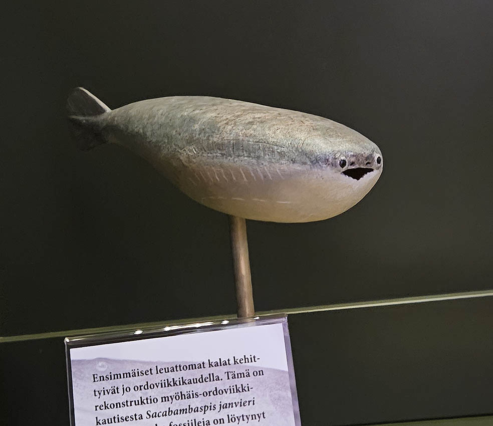 LifTe北欧の暮らし フィンランドにあるヘルシンキ自然博物館に展示されている古代魚サカバンバスピスの模型