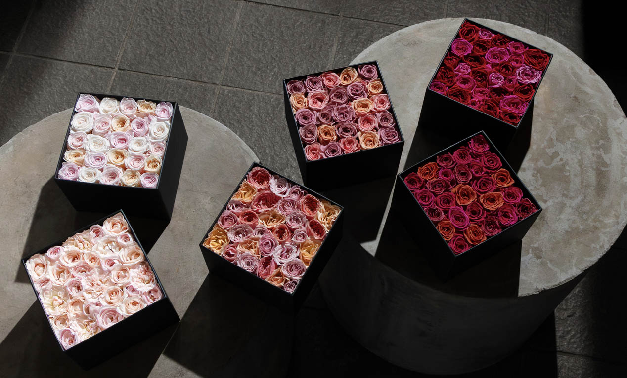 数量限定！ニコライ・バーグマンの秋ローズ「オータムコレクション