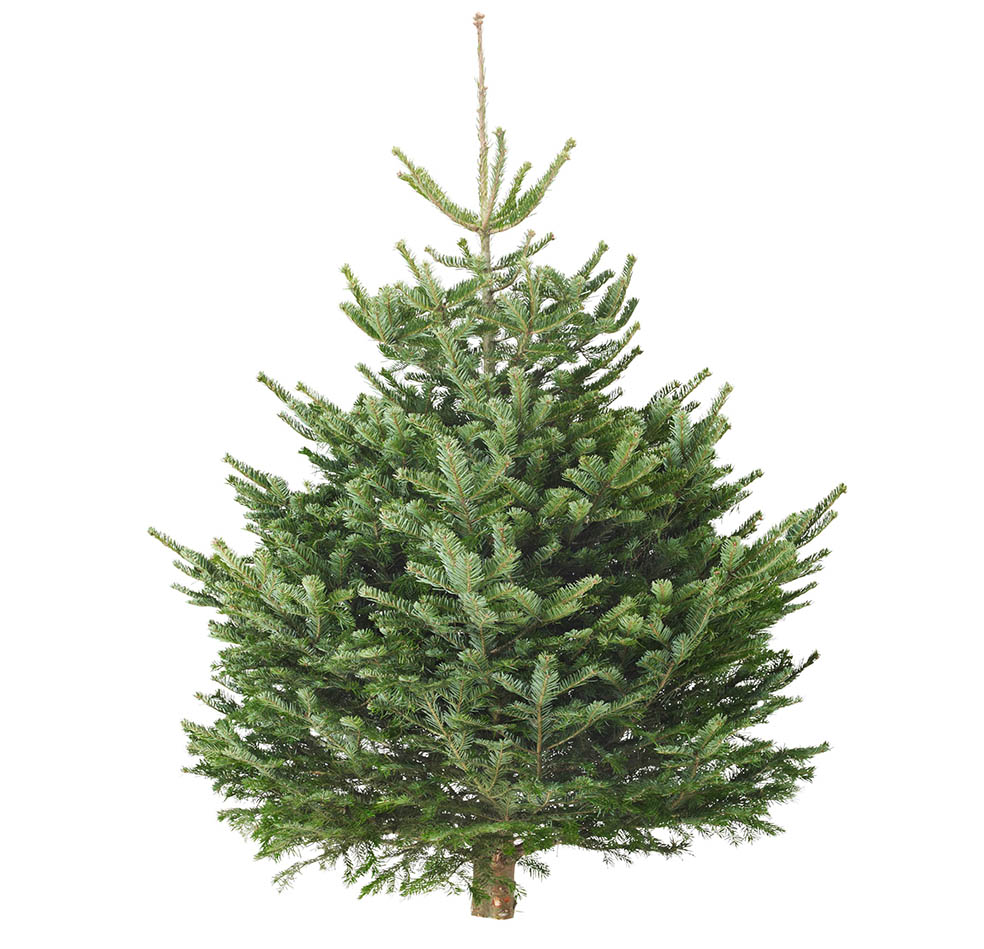 LifTe北欧の暮らし スウェーデン発祥のイケアが11月22日から販売を開始するクリスマスツリー用のモミの木