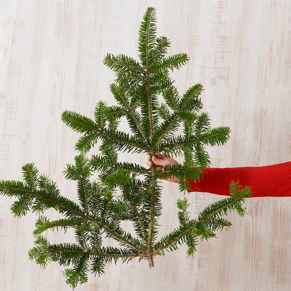 LifTe北欧の暮らし スウェーデン発祥のイケアが11月22日から販売を開始するクリスマスツリー用のモミの木の枝