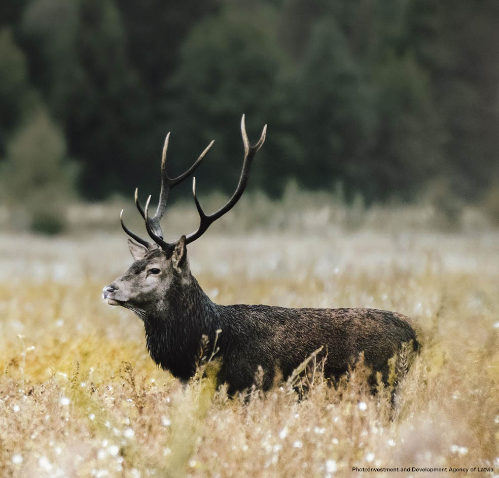 LifTE北欧の暮らし ラトビア政府観光局がお勧めする国立公園4選 ラトビアの自然観光ガイドライン(共通規範)