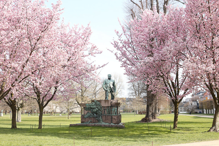 LifTe 北欧の暮らし デンマーク コペンハーゲン The King's Garden 桜