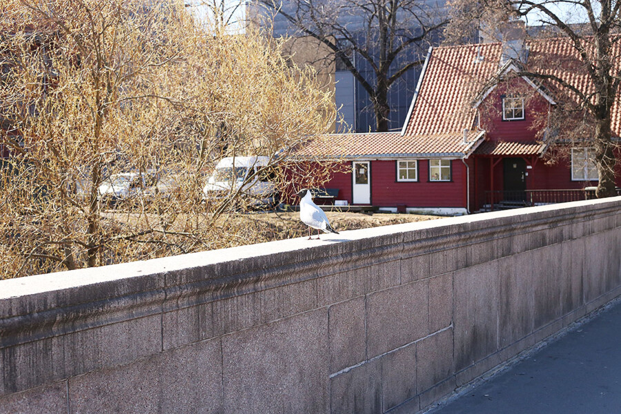 LifTe 北欧の暮らし ノルウェー オスロ 鳥