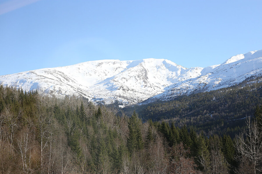 LifTe 北欧の暮らし 北欧の写真で涼をとる ノルウェー ミュールダール 車窓から